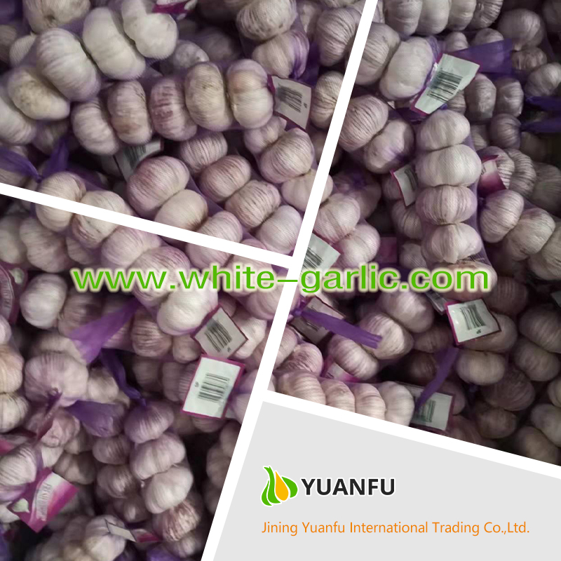 garlic exporters